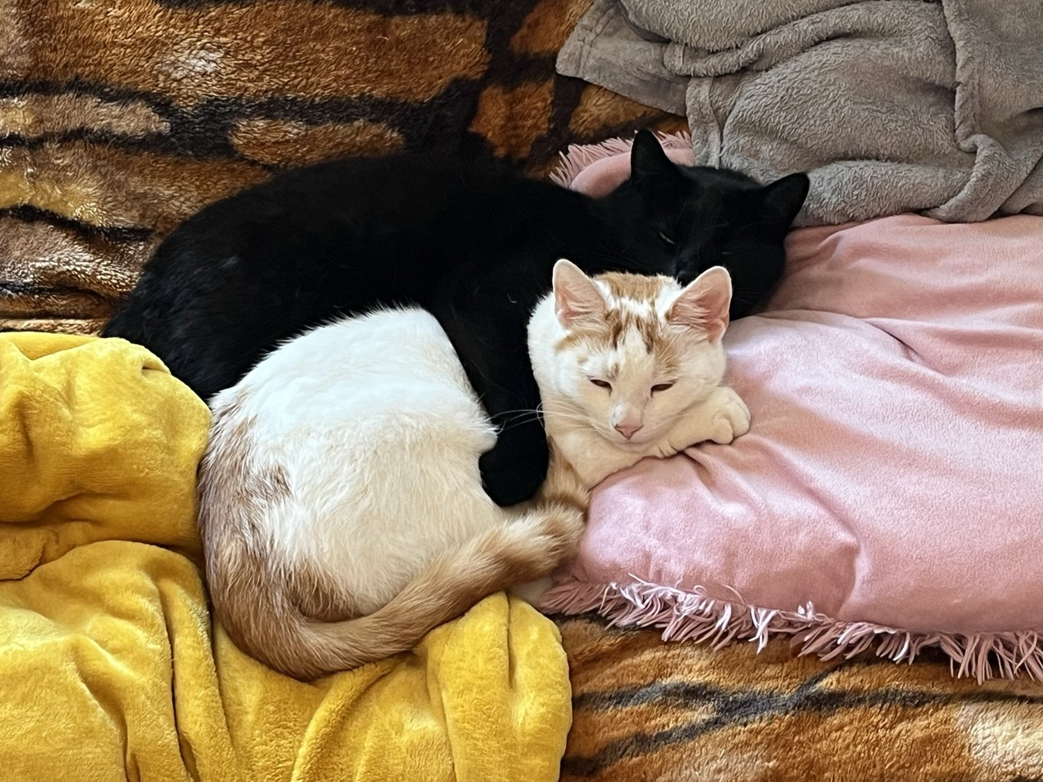 Die Katzen von Dr. Julia König